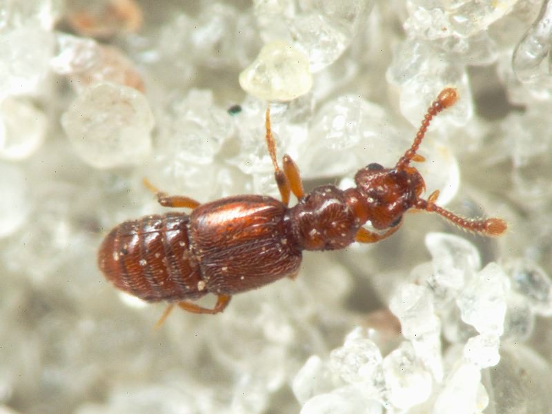 Euplectus Leach, 1817